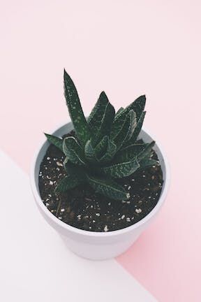 Succulent cutting
